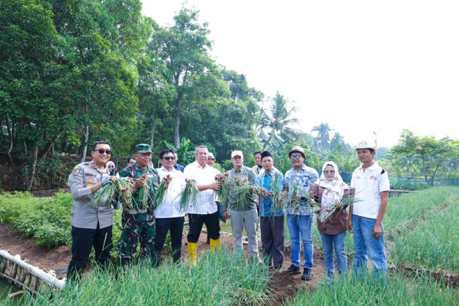bawang merah probolinggo