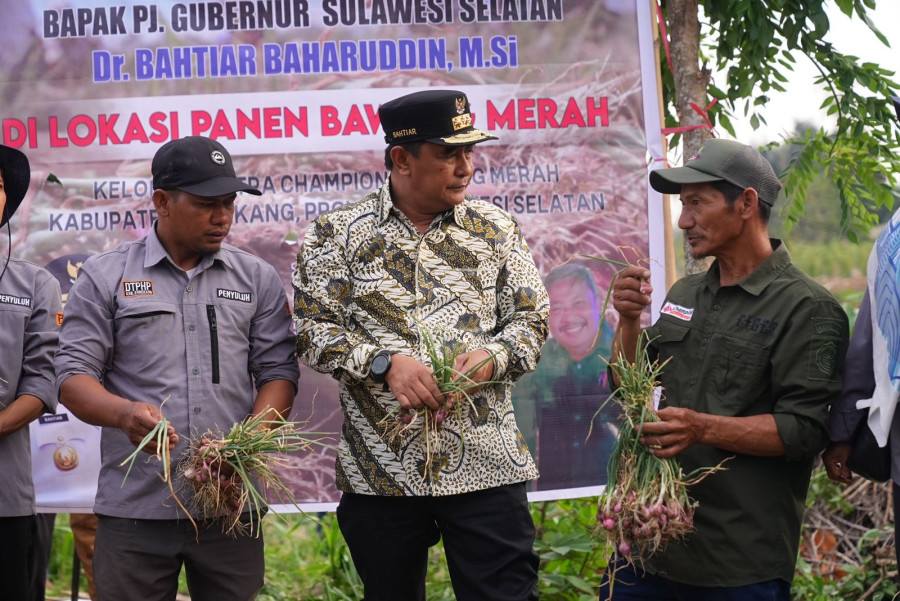 bawang merah probolinggo