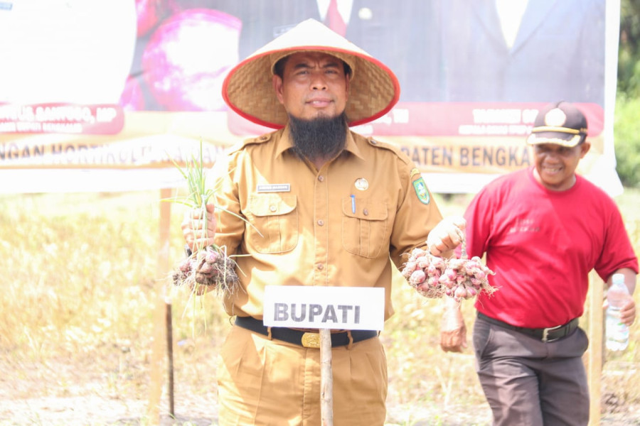 bawang merah probolinggo