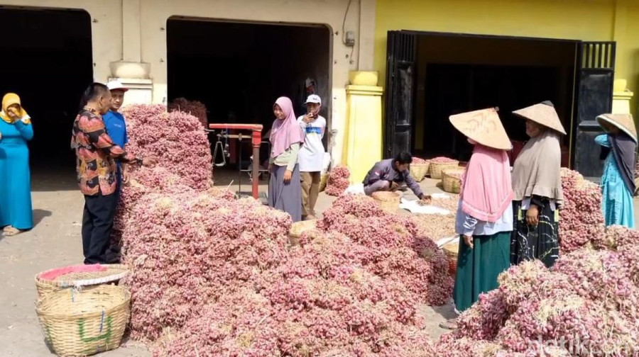 bawang merah probolinggo