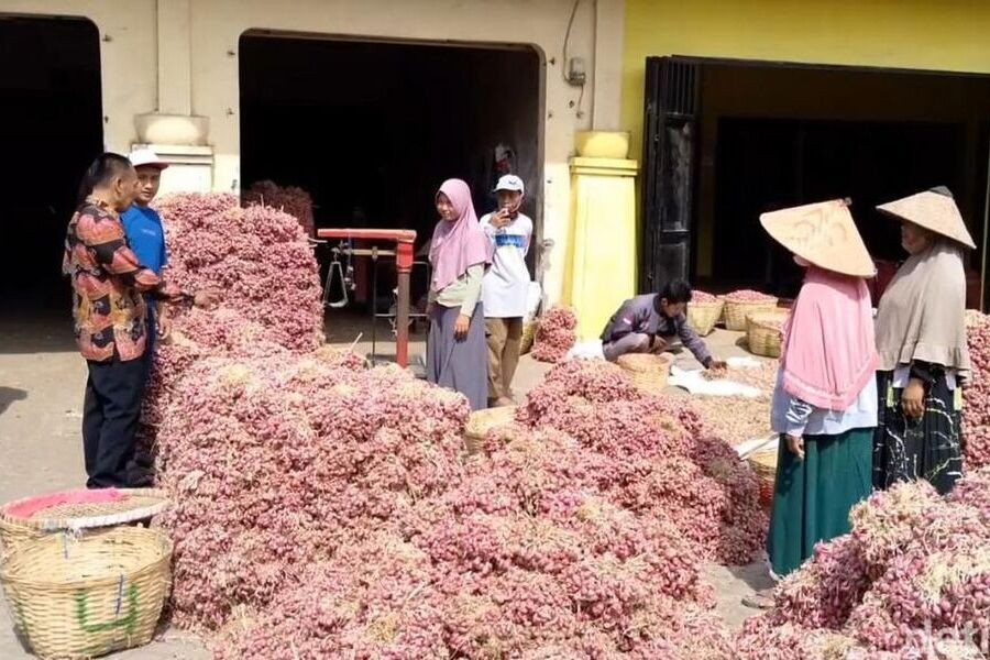 bawang merah probolinggo