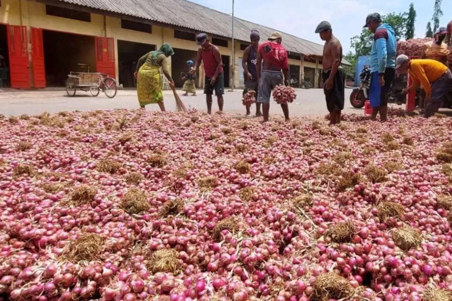 bawang merah probolinggo
