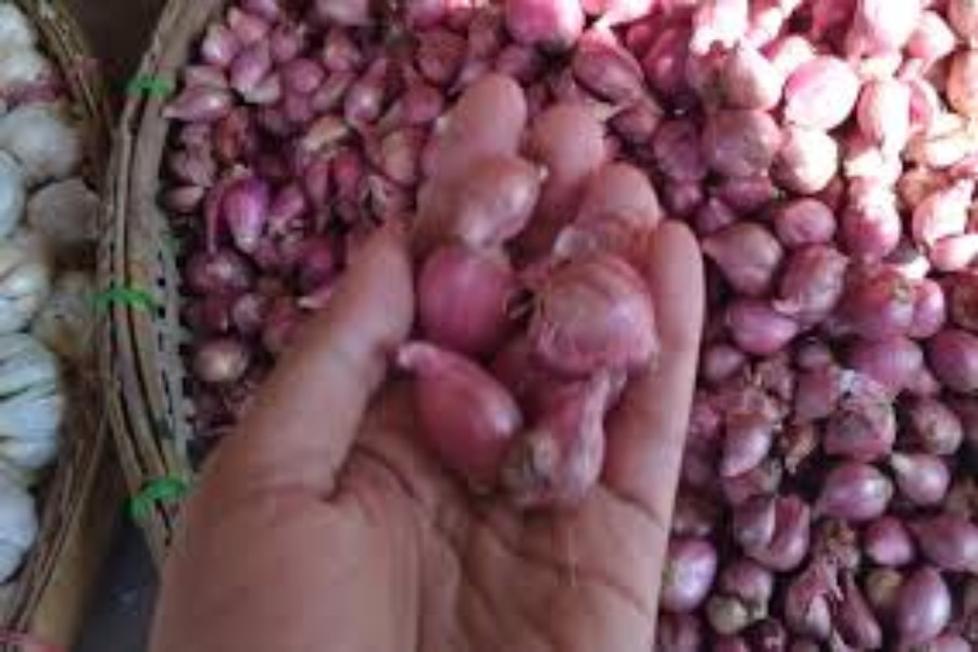bawang merah probolinggo