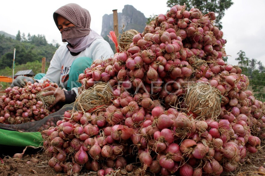 bawang merah probolinggo