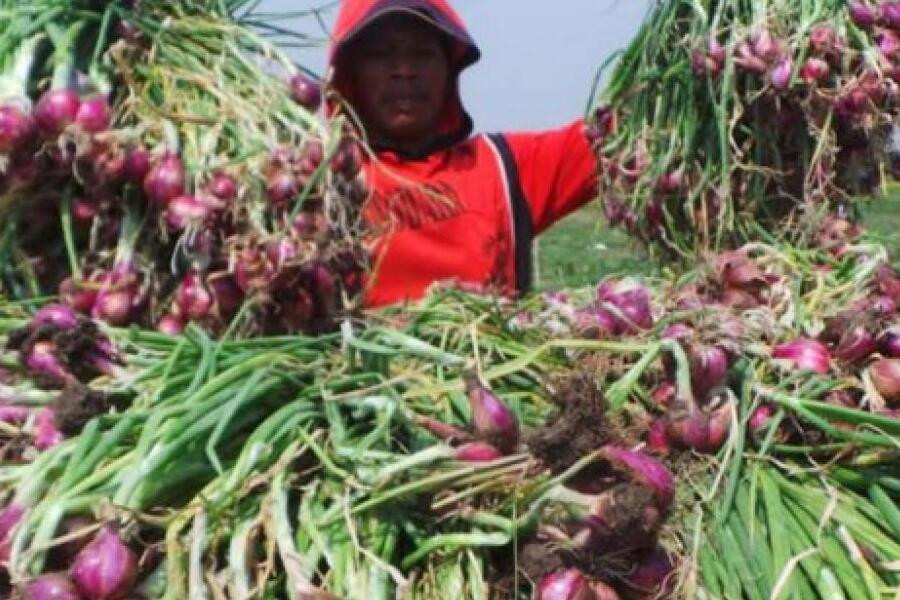 bawang merah probolinggo