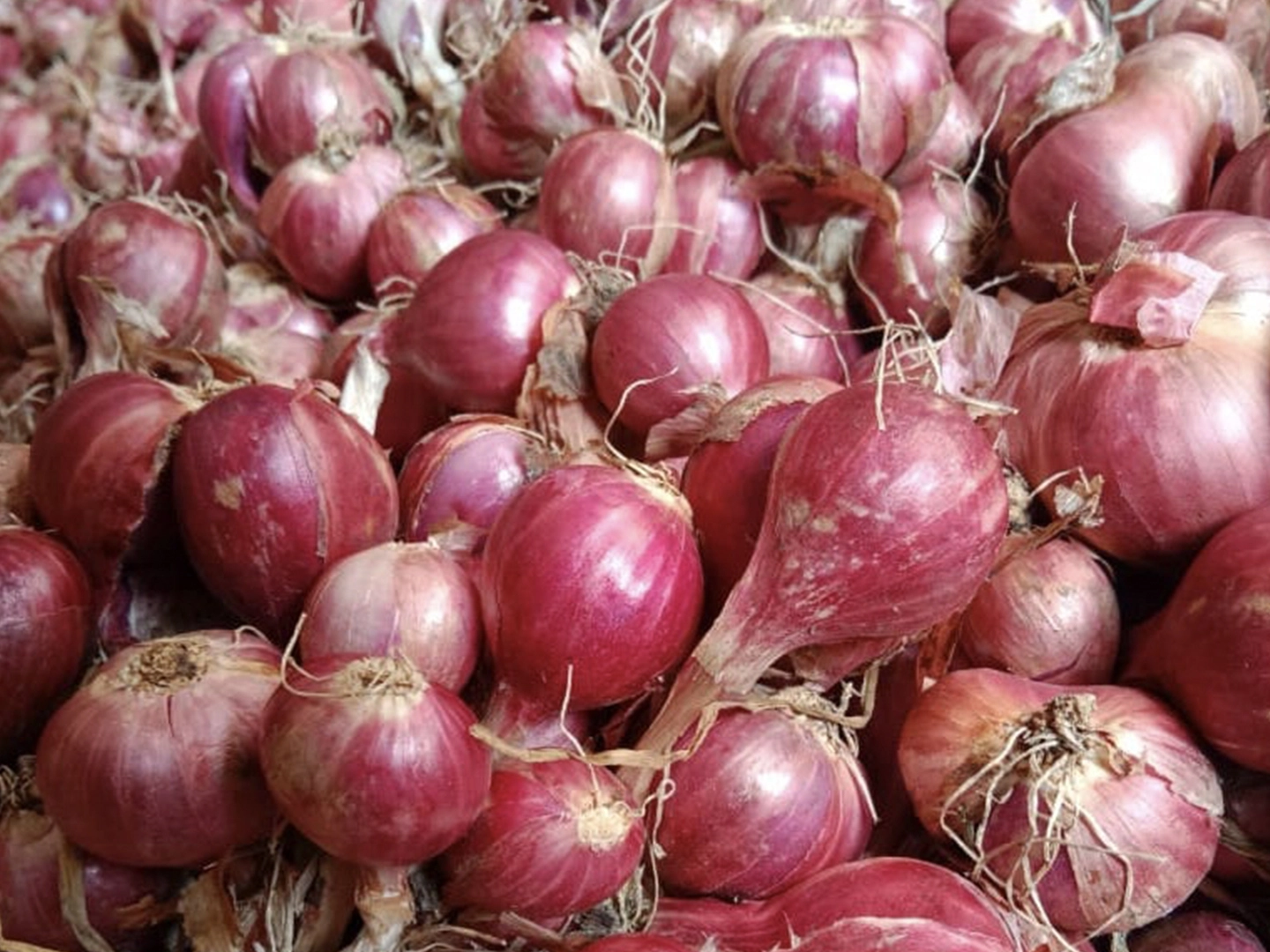 bawang merah sayur probolinggo
